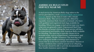 american bully stud service near me