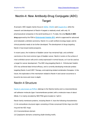 Nectin-4 New Antibody-Drug Conjugate (ADC) Target