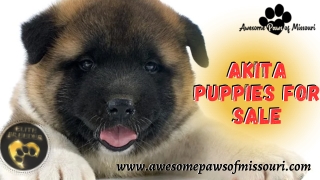 Akita Puppies for Sale: Lovingly Raised for a Bright Future