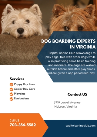 Dog Boarding Experts in Virginia