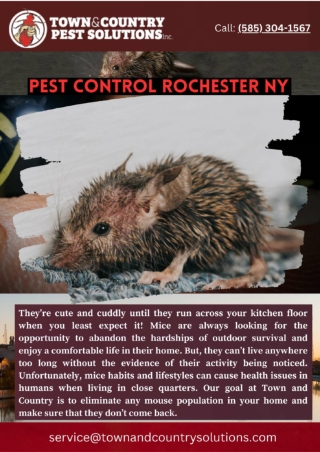 Pest Control And Mouse Rochester Ny