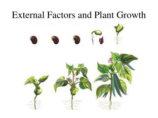 External Factors and Plant Growth