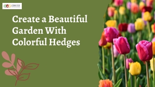 Gardening Tips for Adding Colorful Hedges to Your Outdoor Space