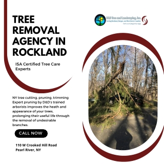 Tree Removal Agency in Rockland