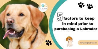 Top 5 factors to keep in mind prior to purchasing a Labrador