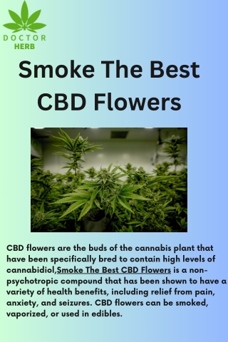Smoke The Best CBD Flowers-Doctor Herb