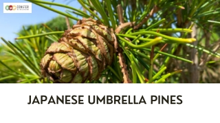 Exploring the Wonder of Japanese Umbrella Pines - A Guide to Plant Care and Growing Tips