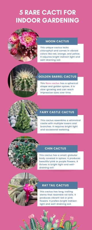 5 Rare Cacti for Indoor Gardening