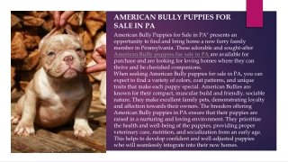 American bully puppies for sale in pa