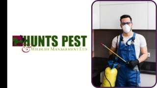 Pest Control St. Neots