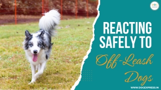 Reacting Safely to Off-Leash Dogs