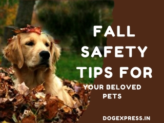 Fall Safety Tips for Your Beloved Pets