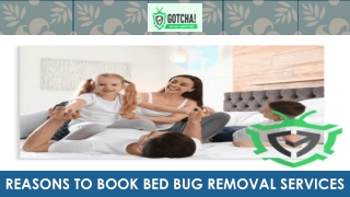 Reasons to Book Bed Bug Removal Services
