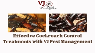 Effective Cockroach Control Treatments with VJ Pest Management