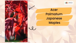 Varieties & Species Of Acer Palmatum Japanese Maples