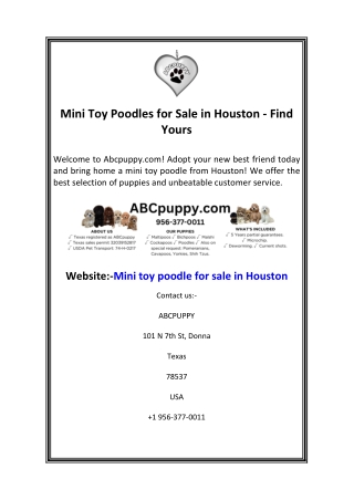 Mini Toy Poodles for Sale in Houston - Find Yours