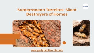 Subterranean Termites Silent Destroyers of Homes