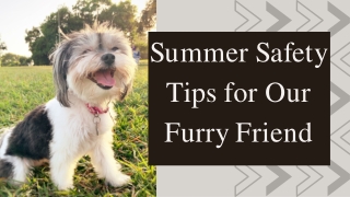 Summer Safety Tips for Our Furry Friend