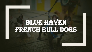 French Bulldog vs English Bulldog