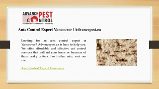 Ants Control Expert Vancouver  Advancepest.ca