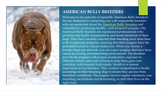 American bully breeders