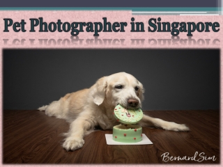 Pet Photographer in Singapore