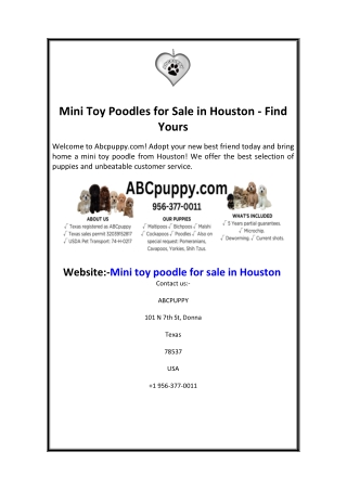 Mini Toy Poodles for Sale in Houston - Find Yours