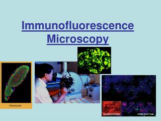 Immunofluorescence Microscopy