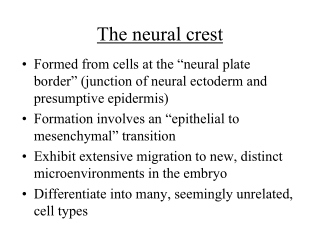 neural crest