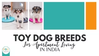Top Toy Dog Breeds For Apartment Living In India