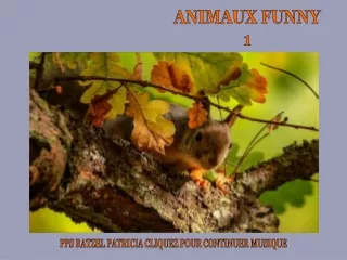 Legracni zviratka - Animaux Funny (Ratzel Patricia) 1