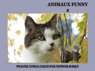 Legracni zviratka - Animaux Funny (Ratzel Patricia) 2