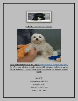 Top BichPoo Poochon Breeders in Houston