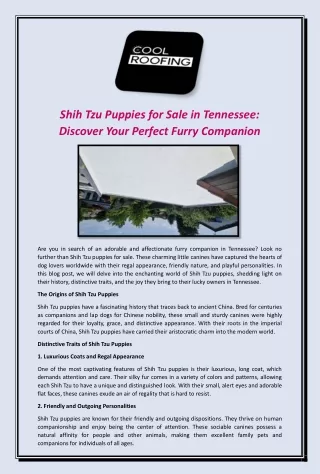 Shih Tzu Puppies for Sale in Tennessee: Discover Your Perfect Furry Companion