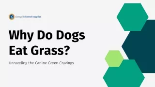 Why Do Dogs Eat Grass Unraveling the Canine Green Cravings - Slaneyside Kennels
