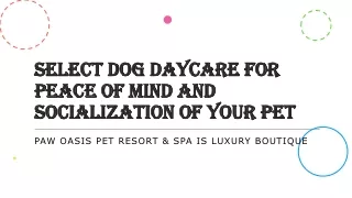 Select Dog Daycare For Peace Of Mind And Socialization Of Your Pet