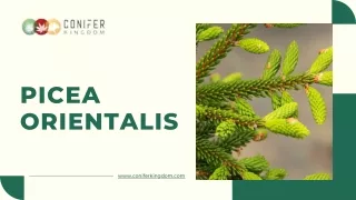 Picea Orientalis: Caucasian spruce for Urban Gardens