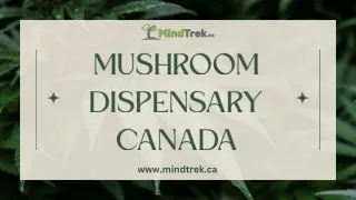 Mushroom Dispensary Canada