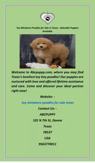 Toy Miniature Poodles for Sale in Texas  Adorable Puppies Available