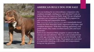 American bully dog for sale