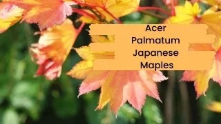 Get To Know Acer Palmatum – A Guide to Its Varieties & Species