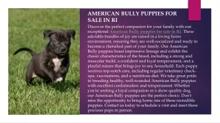 American bully puppies for sale in RI