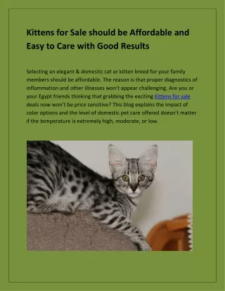 Kittens for Sale should be Affordable and Easy to Care with Good Results