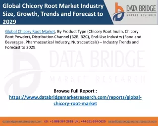 Global Chicory Root Market