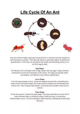 Life Cycle Of An Ant