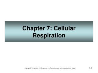 Chapter 7: Cellular Respiration