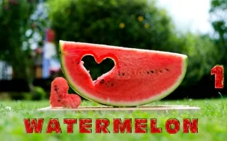 Meloun - Watermelon (Judith) 1