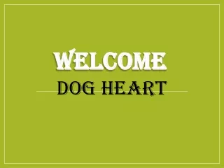 Best Dog Boarding in North Kensington
