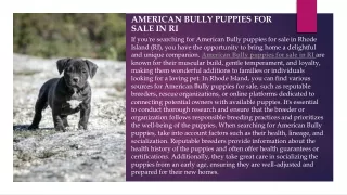 American bully puppies for sale in RI