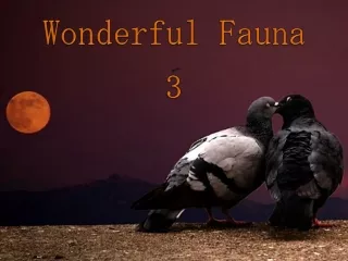 Uzasna zvirata - Wonderful Fauna (Judith) 3